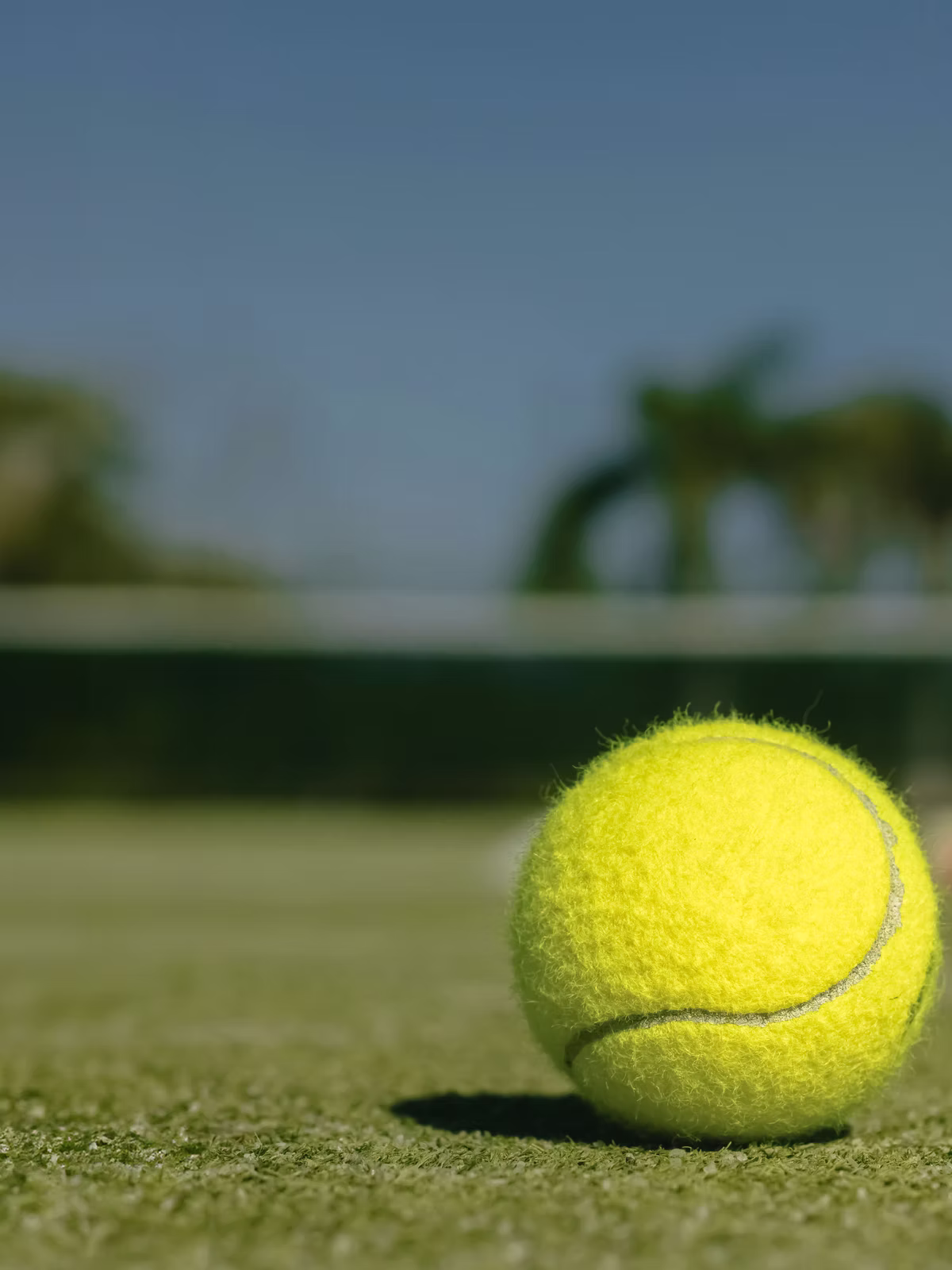 Tennis ball on court – backdrop for coach criteria.